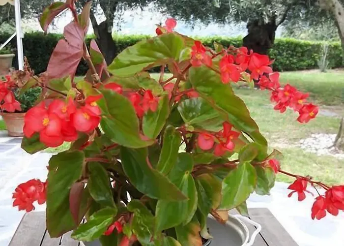 La Casa Sul Colle Bed & Breakfast 4*