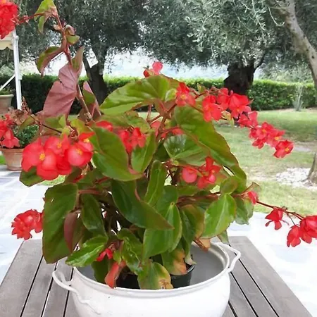 La Casa Sul Colle Nocleg ze śniadaniem 4*